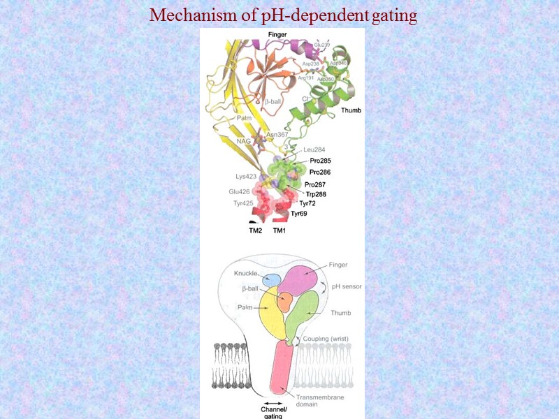 Mechanism of pH-dependent gating